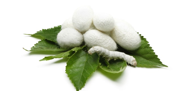 Silk Cocoons with Silk Worm on Green Mulberry Leaf