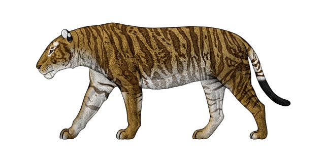 The biggest of the sabertooth cats, Machairodus horribilis, combined its lengthy canines with size and strength.