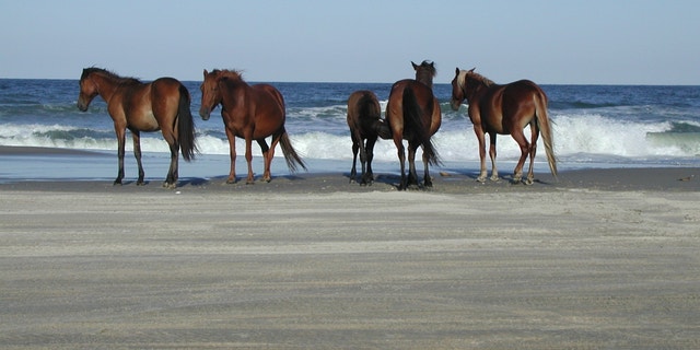 Sable Island, Nova Scotia