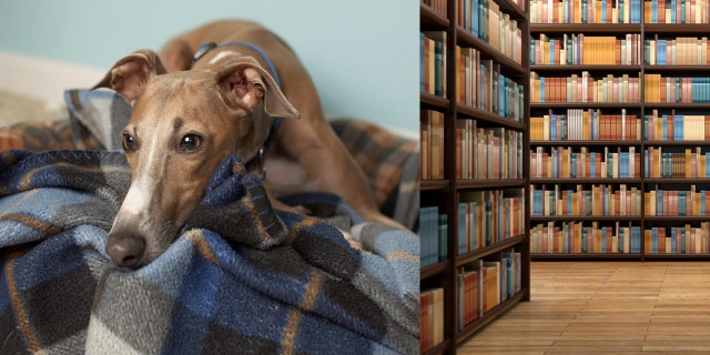 A sorrowful-looking greyhound made the rounds on social media, after no one showed up for his story time hour at the library.
