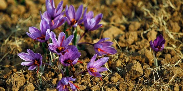 Nov. 1, 2012: Saffron flowers are seen in full bloom at a field in Pampore, 9 miles south of Srinagar.
