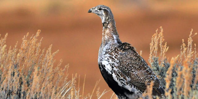 July, 26, 2014 file photo provided by the U.S. Fish and Wildlife Service shows a Greater Sage Grouse at the Seedskadee National Wildlife Refuge in Wyoming.