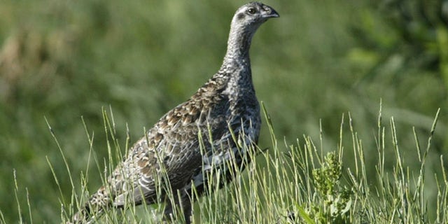 July 25, 2005: In this file photo, a sage grouse stands in a meadow at the Smith Creek Ranch, east of Fallon, Nev. (AP)