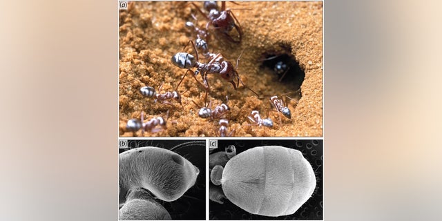 Saharan silver ants sport a body full of silvery hairs that act as tiny prisms, reflecting light completely and helping the tiny creatures stay cool in the blistering heat of the Sahara Desert, new research finds.