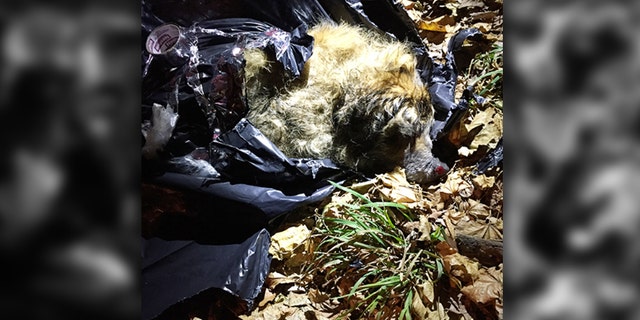 New York Bully Crew's Craig Fields told the New York Post he didn't realize what Saint Vincent was at first, thinking "it was road kill or like a dead raccoon or something."