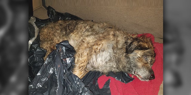 Saint Vincent was reportedly discovered in Brooklyn tied up in a garbage bag with his mouth taped shut.