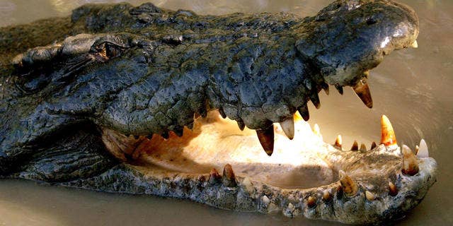 FILE photo of saltwater crocodile in Adelaide River, Australia.