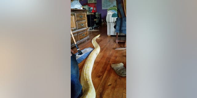 Sam, the 17-foot albino Burmese python, reappeared in this living room on May 8, 2017 in Meadow Lakes, Alaska, after being lost for two weeks.