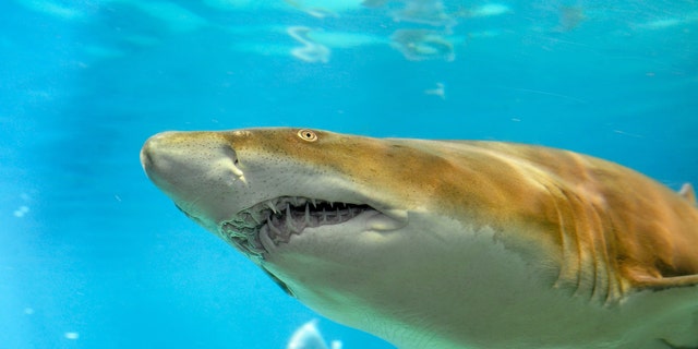 Sand tiger shark (Credit: Julie Larsen Maher)
