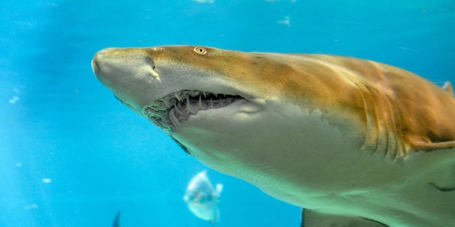Sand tiger shark (Credit: Julie Larsen Maher)