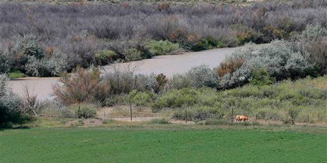The San Juan River flows through the Navajo Reservation as a cow grazes alongside a field that uses river water for irrigation, Wednesday, Aug. 12, 2015, in Shiprock, NM. (AP Photo/Matt York)