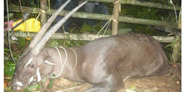One of the rarest animals in the world, called a saola, has been sighted for the first time in more than 10 years in Laos.