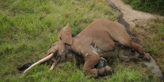 Satao II, a 'giant tusker' elephant was killed by poachers in Kenya, leaving 25 left in the wild.