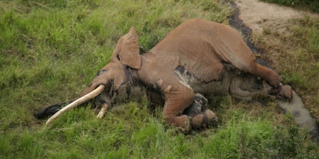 Satao II, a 'giant tusker' elephant was killed by poachers in Kenya, leaving 25 left in the wild.
