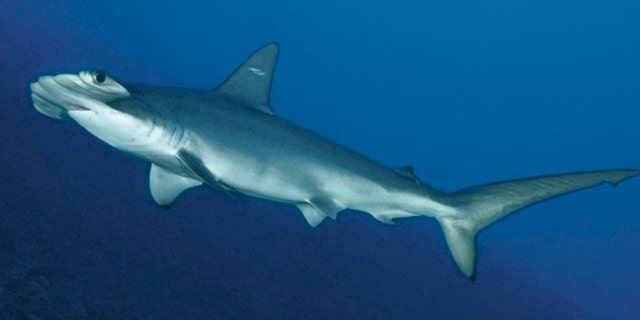 A scalloped hammerhead shark.