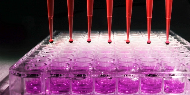 Pipette tips discharging diluted human blood into a 96 well tissue culture plate for an experiment at a research laboratory