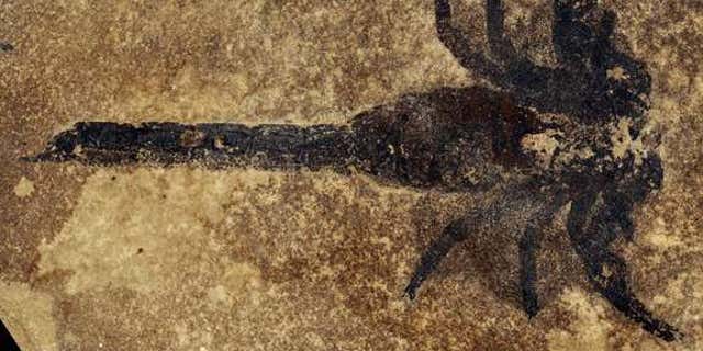 A specimen of the new scorpion species Eramoscorpius brucensis, which lived about 430 million years ago, making it among the earliest scorpions. The species probably lived in water, but it had feet that would have allowed it to scuttle about on