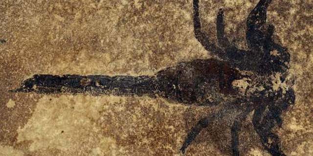 A specimen of the new scorpion species Eramoscorpius brucensis, which lived about 430 million years ago, making it among the earliest scorpions. The species probably lived in water, but it had feet that would have allowed it to scuttle about on