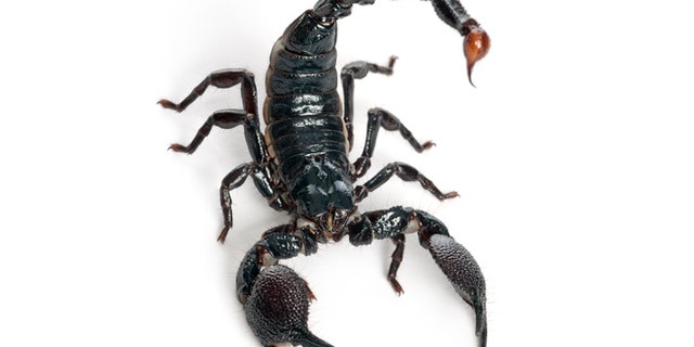 emperor scorpion - Pandinus imperator (1 year old)