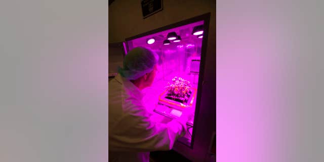 Zinnia plants from the Veggie ground control experiment at NASA’s Kennedy Space Center in Florida were harvested Feb. 11 in the same way that crew member Scott Kelly will harvest the zinnias growing in the Veggie system aboard the International Space Station on Feb. 14—Valentine’s Day.