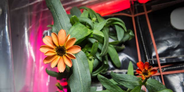 On Jan. 16, 2016, Expedition 46 Commander Scott Kelly shared photographs of a blooming zinnia flower in the Veggie plant growth system aboard the International Space Station. Kelly wrote, "Yes, there are other life forms in space! #SpaceFlower #YearInSpace"