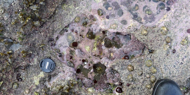 A series of rare dinosaur footprints discovered on the Isle of Skye, including this one made by a 6-foot-tall theropod, is helping experts establish details of an important period in dinosaur evolution.