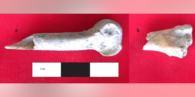 Domestic chicken bones recovered from Mezber include a distal tibiotarsus bone with a cut mark (left) and the shaft of a humerus bone with a human tooth mark (right). (Courtesy of International Journal of Osteoarchaeology)