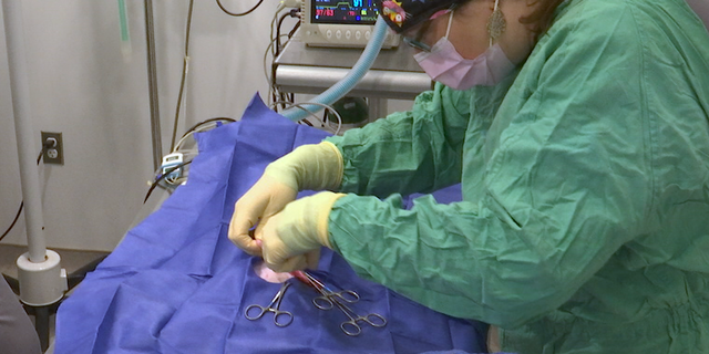 Dr. Jennifer Jones V.M.D, removes the ovaries and uterus of a female cat in a procedure called an ovariohysterectomy, or spay.