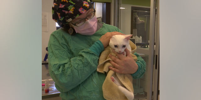 Ursula Sky (cat) post surgery.