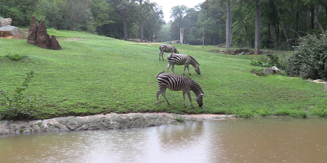 "Our staff are experienced with severe weather events and we will be relying on their teamwork and passion for the wildlife at the North Carolina Zoo during this event," Communications and Marketing Director Diane Villa said.