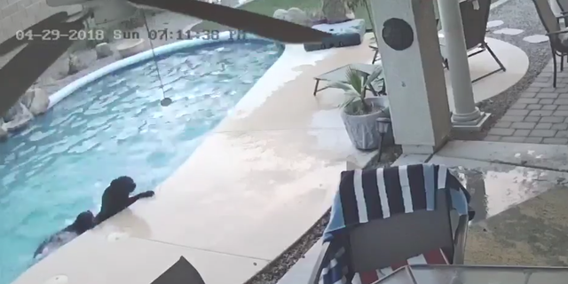 Hero Dog Rescues His Pal From Drowning In Pool In Viral Video 