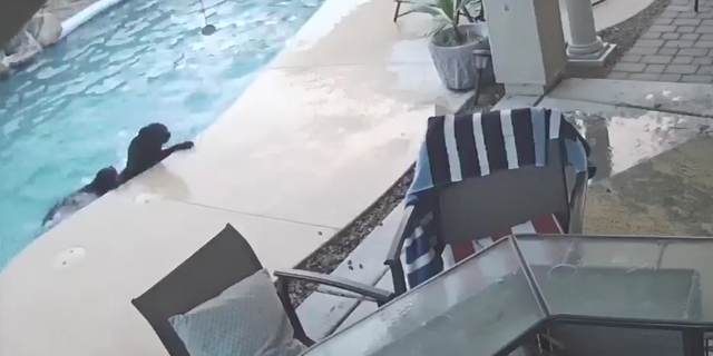 A viral video shows a hero dog saving his buddy after it fell into a backyard pool and could have drowned.