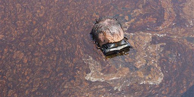 June 7: APTN photographer Rich Matthews takes a closer look at oil from the Deepwater Horizon spill in the Gulf of Mexico south of Venice, La.