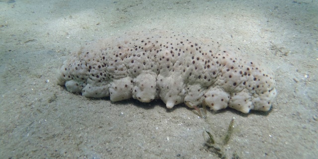 A sea cucumber is seen on the ocean floor in this handout picture courtesy of the Florida Fish and Wildlife Conservation Commission taken near Palm Beach, Florida in October 2013.