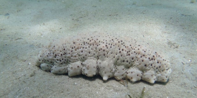 A sea cucumber is seen on the ocean floor in this handout picture courtesy of the Florida Fish and Wildlife Conservation Commission taken near Palm Beach, Florida in October 2013.