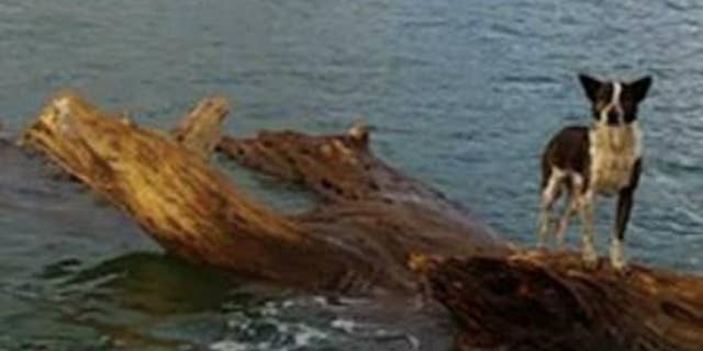 June 12, 2014 - Dog floating in Smokehouse Bay, Great Barrier Island, New Zealand. (courtesy: Royal New Zealand Navy)