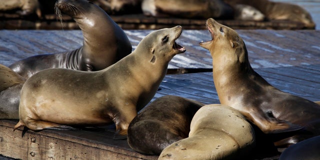 File 2010: Sea lions bark at each other at Pier 39 in San Francisco. Three unusual attacks from the marine animal were reported in city's cove this week.