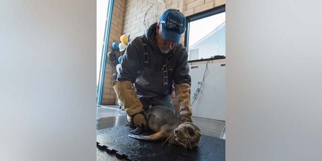 Kevin Robinson of SeaWorld’s Rescue Team cares for a California sea lion pup that was found stranded in the dining room of the iconic Marine Room restaurant in La Jolla, California on Thursday. The sea lion, very malnourished and dehydrated, was likely trying to find a warm, dry place to sleep.