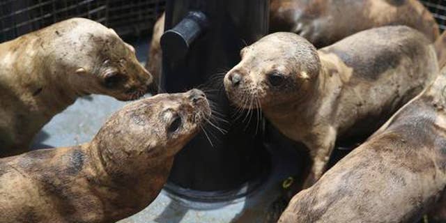 A group of young sea lions are let out of pet carriers before release into their natural habitat, in the coastal waters of the Palomino Islands, Peru, Friday, Oct. 14, 2016. Peru's Organization for Research and Conservation of Aquatic Animals, or ORCA, brought nine sea lions back to health and released them into the sea near a reserve where hundreds of others sea lions live on Friday. Each sea lion is approximately seven months old and had been orphaned on the coast of Lima. (AP Photo/Martin Mejia)