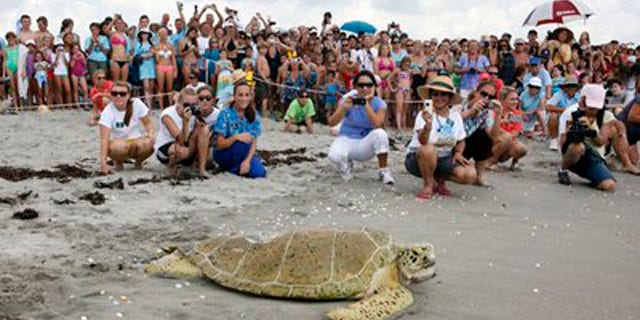 Crowds cheer as Andre the sea turtle is released back into the sea.