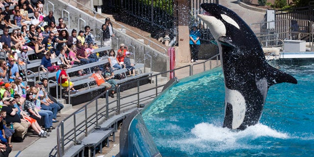 FILE 2014: Visitors are greeted by an Orca killer whale as they attend a show featuring the whales during a visit to the animal theme park in San Diego.