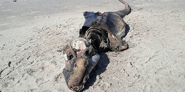 A mystery sea creature was found washed up on a British beach - baffling experts as to what it may be.
The five-ft long carcass of the alien-like creature was discovered washed up on sand by dog walker Beth Jannetta, 41.
Beth snapped the mystery monster - which has a long head, giant jawline and slender tail - and passed on her pictures to experts.
But marine boffins are unable to identify the creature - but say it could be a type of whale, dolphin, or porpoise.
WALES NEWS SERVICE
