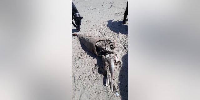 A mystery sea creature was found washed up on a British beach - baffling experts as to what it may be.
The five-ft long carcass of the alien-like creature was discovered washed up on sand by dog walker Beth Jannetta, 41.
Beth snapped the mystery monster - which has a long head, giant jawline and slender tail - and passed on her pictures to experts.
But marine boffins are unable to identify the creature - but say it could be a type of whale, dolphin, or porpoise.
WALES NEWS SERVICE
