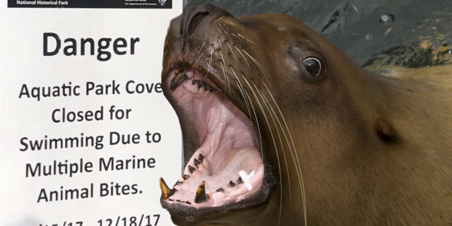 A woman has become the third person to be attacked by sea lions at Aquatic Park Cove, a popular spot for swimming near Fisherman’s Wharf.