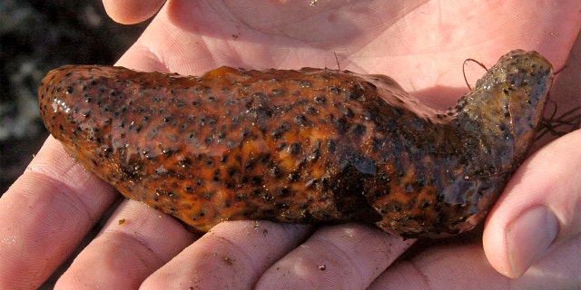 This Dec. 30, 2005, file photo shows a sea cucumber in California.
