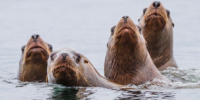 Sea lions chase away beachgoers in San Diego, viral video shows | Fox News