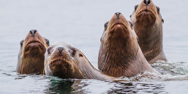 Sea lions chase away beachgoers in San Diego, viral video shows | Fox News