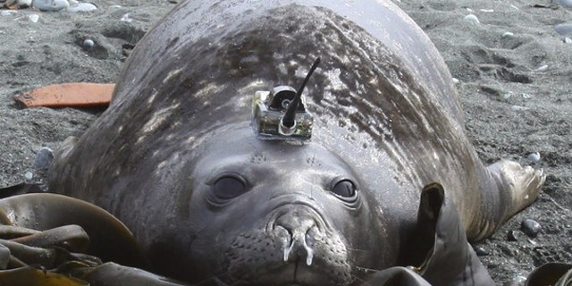 An elephant seal is seen fitted with a sensor device used to monitor where it hunts and eats, and to measure temperature, salinity and pressure of the ocean during deep dives for food in this undated handout photograph taken in an undisclosed location and released October 15, 2010. Scientists are outfitting elephant seals and self-propelled water gliders with monitoring equipment to unlock the oceans' secrets.