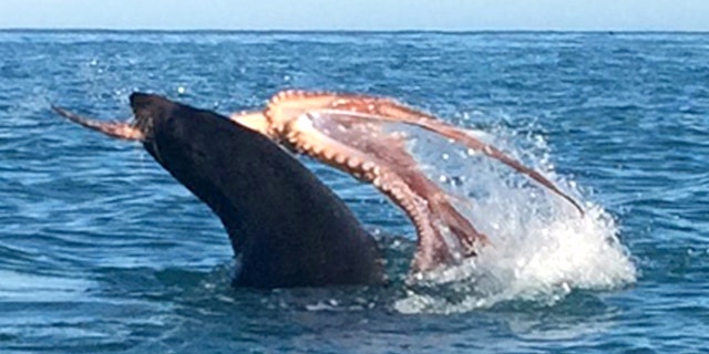 Incredible footage shows the 265lb fur seal battling the octopus.