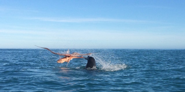 The seal won the epic encounter with the octopus.